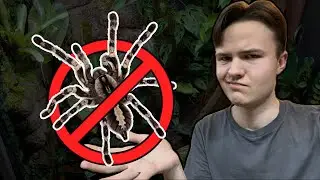 why i quit keeping tarantulas - and why i returned
