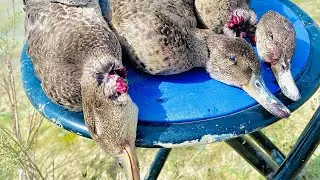 Duck hunting // double barrel // shotgun #duckhunting 
