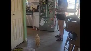 Dog Training #2 - Treat Dive level 2