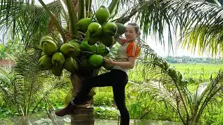 Harvesting Over 1000 Giant FIRE Coconuts & go Market to Sell - Delicious Coconut Jam Village Cooking