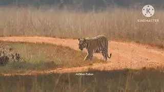 Collarwali and Cubs Head on Walking #Tadoba #Collarwali #Tiger