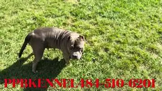 PUPPY GIVE AWAY‼️