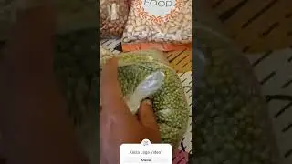 Best Soft Food For Birds #food #birdslover #birds #cockatiel #lovebirds #parrot #conure #budgie