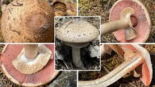 Waldchampignon Verwechslung, Kleiner Waldegerling, Blutchampignon, Blutegerling, Agaricus silvaticus