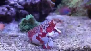 Waspfish begging like a dog, then attacking his food
