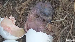 WELCOME TO THE WORLD E24💕🥳Southwest Florida Eagle Cam / 16:01 / 2024-12-14