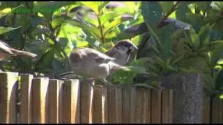 House Sparrows Summer '09