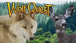 WolfQuest AE Taking Down a Mule Deer and Shape-shifting Wolf Glitch?