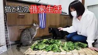 クロの左目が悪くなったので急遽病院へ！漬物と猫