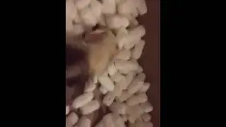 They make a fun time out of anything
