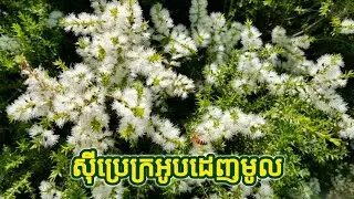 Melaleuca Bracteata Plant - ដើមស៊ីប្រេក្រអូប ស៊ីប្រេដេញមូល