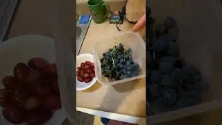 Store bought GRAPES versus HOME GROWN