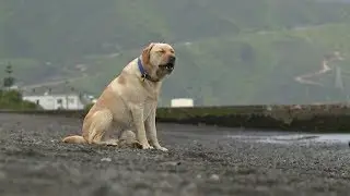 Hero dog Marley saves smaller pooch from drowning at Petone Beach