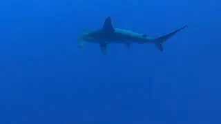 Sexy Hammerhead Shark # redsea #Egypt
