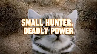 Black-footed Cat: The Smallest and Deadliest Hunter in the Feline Family