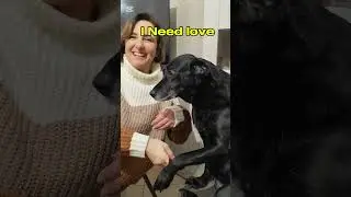 Give me love, please 😍 #doglove #petaffection #puppy