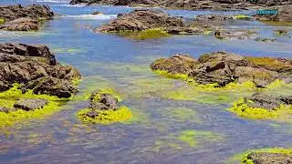 In Harmony with Pure Nature: Contemplation for Consciousness and the Soul FHD 24/7