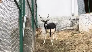 Deers in Swat Zoo 