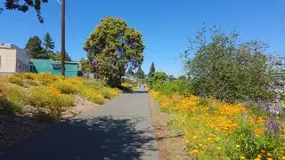 Walking Seattle - Queen Anne to Portage Bay via Aurora Bridge and Burke-Gilman Trail, 2025
