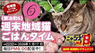 《第2232回》《鍛冶町6》週末地域猫 ごはんタイム