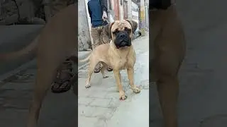 गली की लेडी डॉन #short #shorts #ytshorts #trendingshorts #dogs #viralshorts #puppylove #bullmastiff