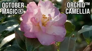 💮October Magic® Orchid™ Camellia / Fall Flowers