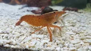 Wood shrimp my personal tips🤔