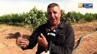 الأغواط: عدة مستثمرات فلاحية تستفيد من الكهرباء