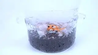 New invention Lobster painkiller