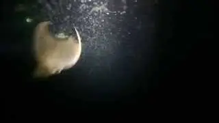 Mobulas of Cortez Sea - Night Flight Magic HD