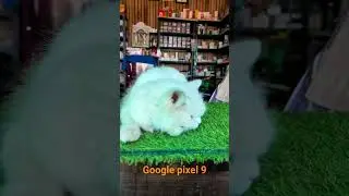 Google pixel 9 video quality check #cat #googlepixel9pro #camerareview