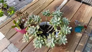 What&rsquo;s going on with the succulent greenhouse?