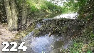 Hard Work For One - Manual Beaver Dam Removal No.224