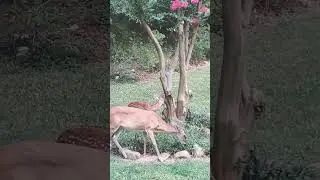 Baby Deer : spotted Fawn & Mama