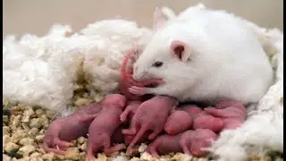 Рождение маленьких мышат