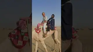 മരുഭൂമിയിൽ#shorts#camel #shortsfeed #trendingshorts #yaallah #umrah #makkah #subhanallah #allah