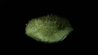 Blender  grass flowers animation