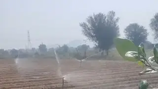 Apple ber flowering @ modi farm house