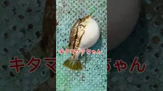 キタマクラが膨らんだ#fishing #cauca #钓鱼 #낚시 #磯 #磯釣り#船釣り #フカセ釣り#キタマクラ#毒魚#気をつけて