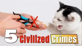 From Vegan Diets to Declawing: 5 &ldquo;Kind&rdquo; Choices That Secretly Destroy Your Cat