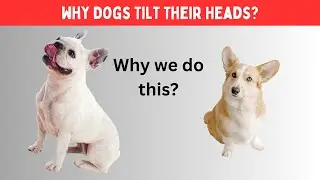 10 Reasons Dogs Tilt Their Heads
