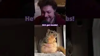 CHUNKY SQUIRRELS #jabronimike #reddit #reaction #chunky
