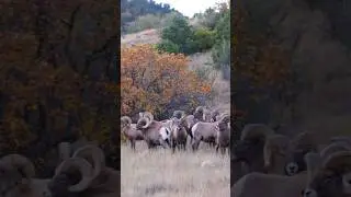 🐏Rams are Posers 😂 #rams #bighornsheep #wildlife #nature #shortvideos