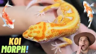 ANNOUNCING the new KOI leopard gecko MORPH!
