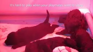 Puppies Basking & Playing Under a Heat Lamp