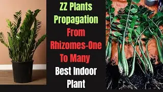 ZZ Plant को bulb division से कैसे grow करे । एकदम आसन तरीका जानिए । #zzplantcare #plantpropagation
