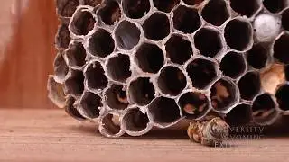 European Paper Wasp | From the Ground Up