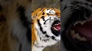 Roaring Wisdom  I Tiger Inspired Quotes  I Strength