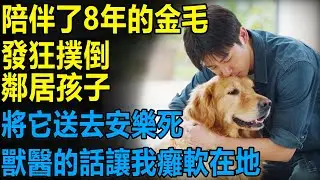 陪伴了8年的金毛突然發狂撲倒鄰居孩子，將它送去安樂死，獸醫的話讓我癱軟在地......