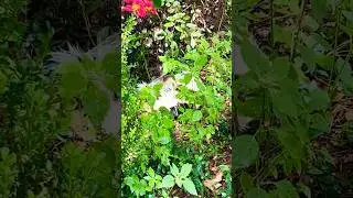 😲 Cute Backyard Animals Surprise Us After Water Hose Fun! | Funny Animal Encounter 🐾💦